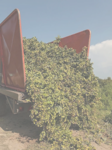 Carro Raccogli Frutta